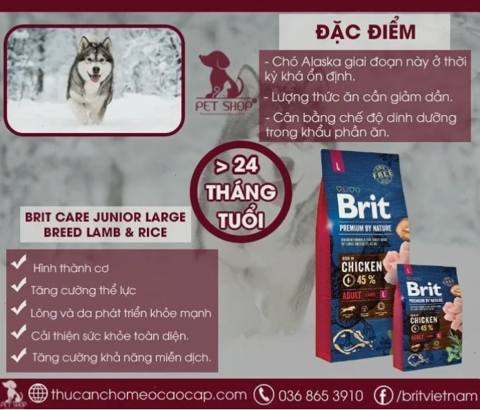 Chó Alaska ăn gì giai đoạn từ 24 tháng trở lên Giai đoạn trưởng thành