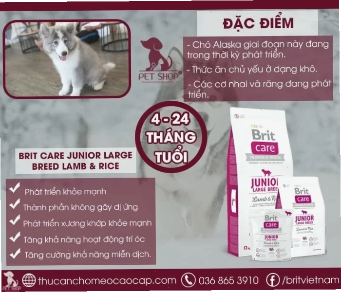 Chó Alaska ăn gì giai đoạn từ 4 đến 24 tháng tuổi