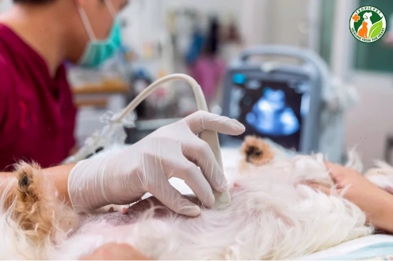Chó bị tiêu chảy cần uống đủ nước