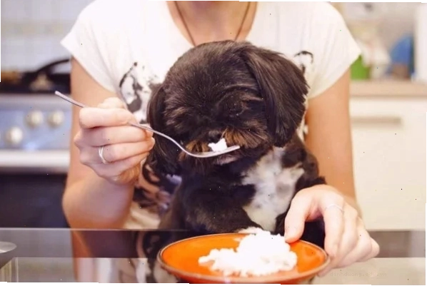 Chó con đang ăn cơm trộn hạt