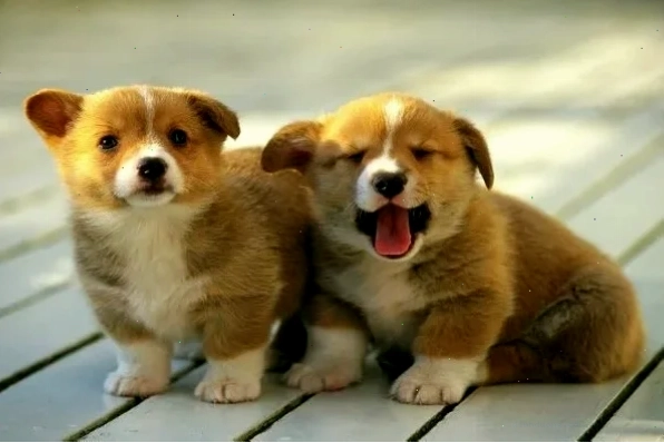 Chó con đang khám phá thức ăn dặm
