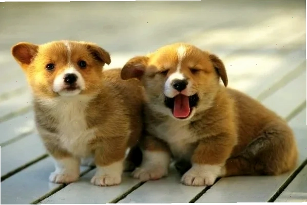 Chó con hào hứng với bữa ăn dặm của mình