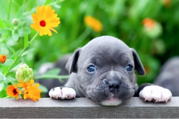 Chó con sơ sinh được chăm sóc cẩn thận
