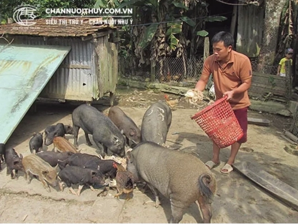 Cho heo rừng ăn cám công nghiệp và cám gạo