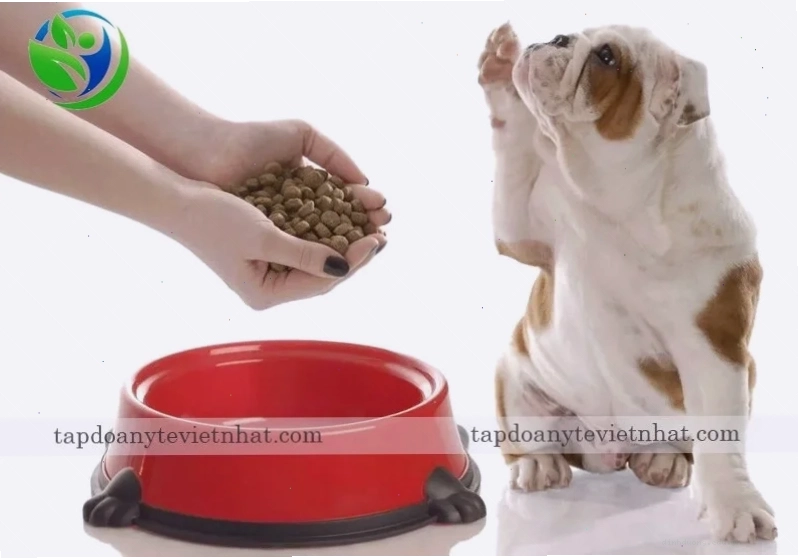 Chó kén ăn do sự nuông chiều của chủ nhân
