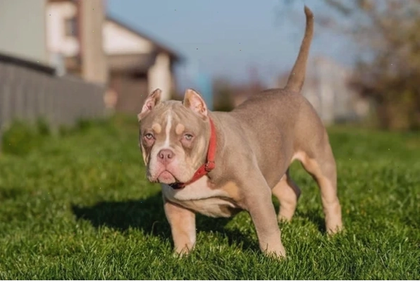 Chó Pitbull con đang ăn
