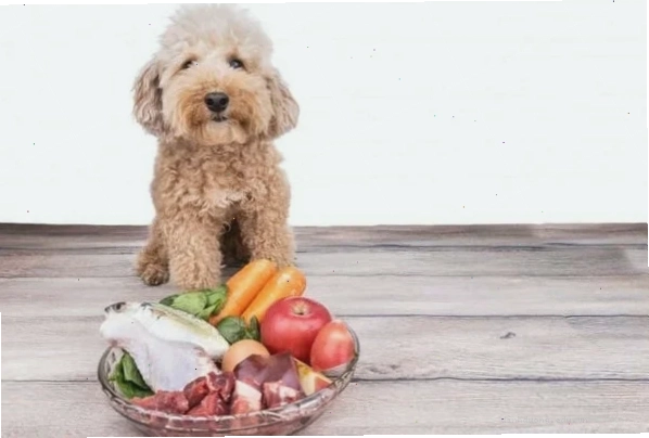Chó Poodle 2 tháng tuổi ăn gì với thức ăn ướt