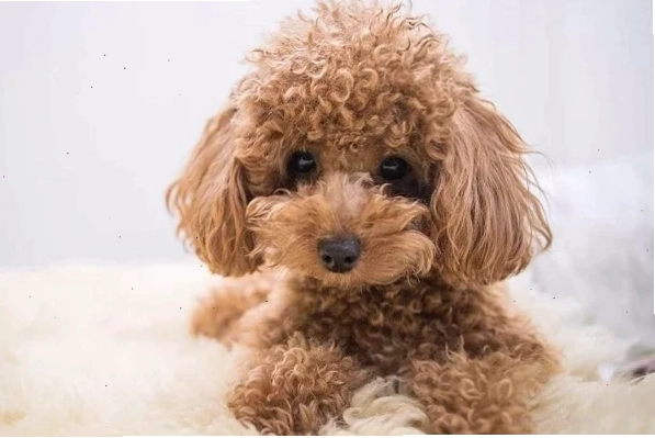 Chó Poodle bị bạc lông cần được chăm sóc với sữa tắm phù hợp