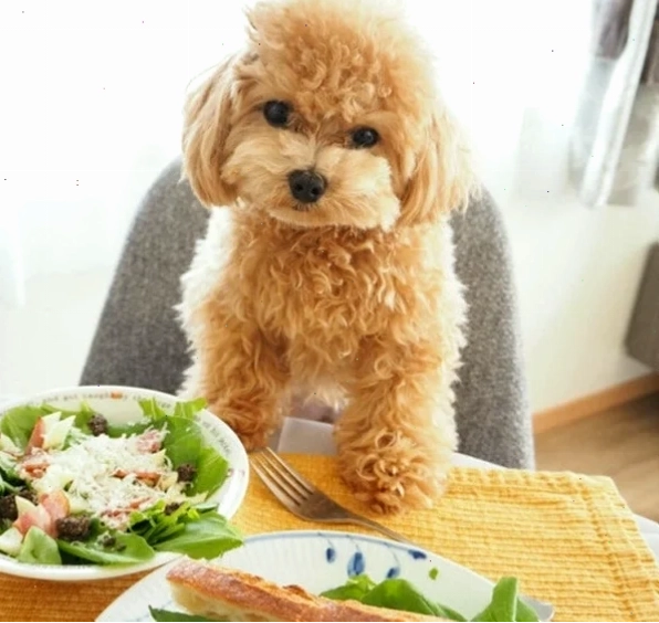 Chó Poodle thưởng thức thức ăn dinh dưỡng