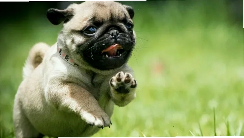 Chó Pug đang ăn thức ăn dinh dưỡng