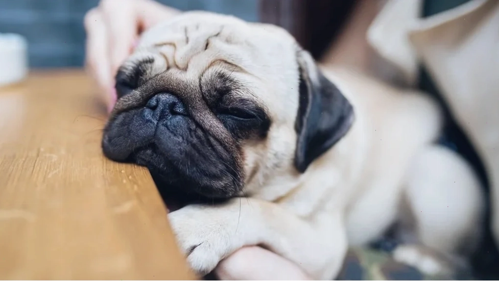 Chó Pug mặt xệ đáng yêu