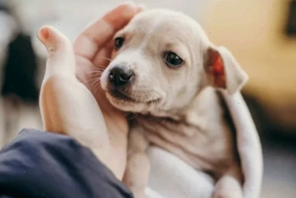 Chó sơ sinh mất mẹ đang được cho ăn sữa thay thế