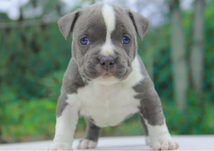 Chọn chó Pitbull con khỏe mạnh ngay từ đầu