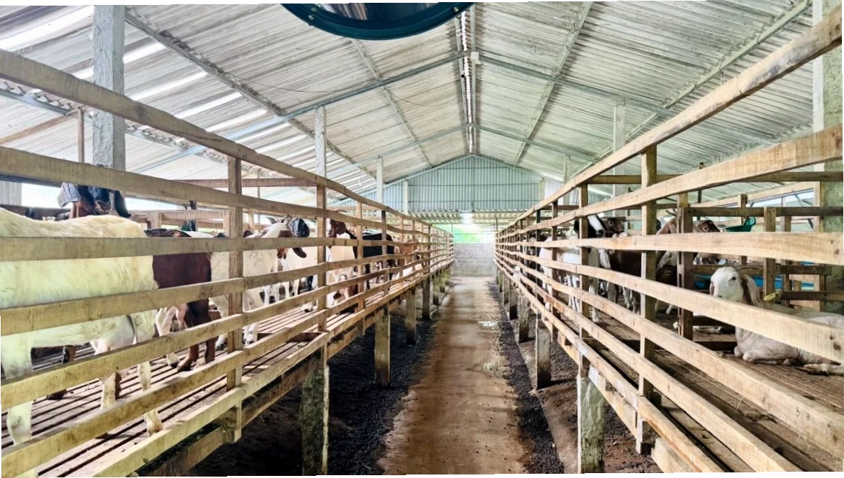 Chuồng dê có thể làm bằng tre hoặc gỗ