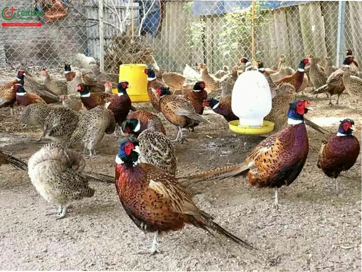 Chuồng nuôi chim trĩ được thiết kế kiên cố và an toàn