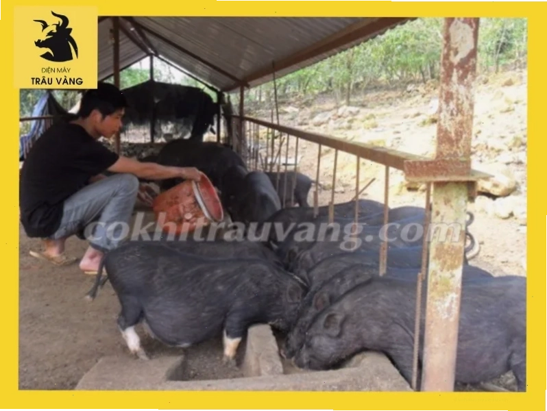 Chuồng trại nuôi lợn đen cần đảm bảo sự thông thoáng
