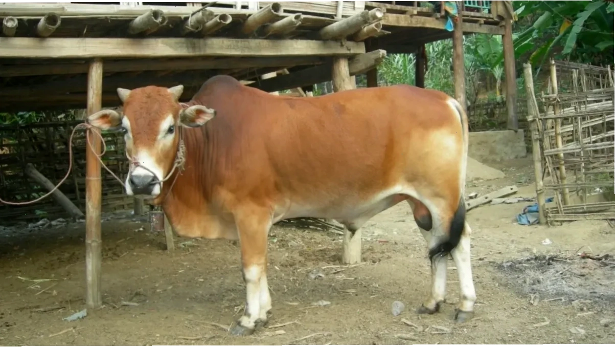 Chuồng trại sạch sẽ cho bò lai Sind