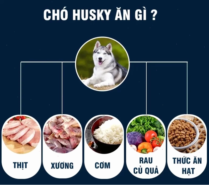 Cổ gà xay cho mèo an toàn và bổ dưỡng