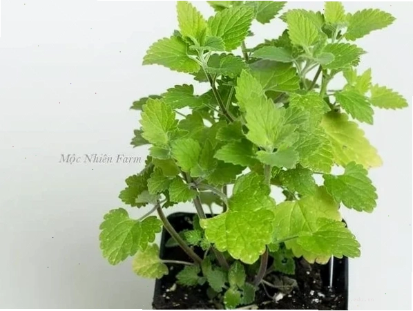 Cỏ mèo (Catnip) xanh tươi tốt cho mèo cưng