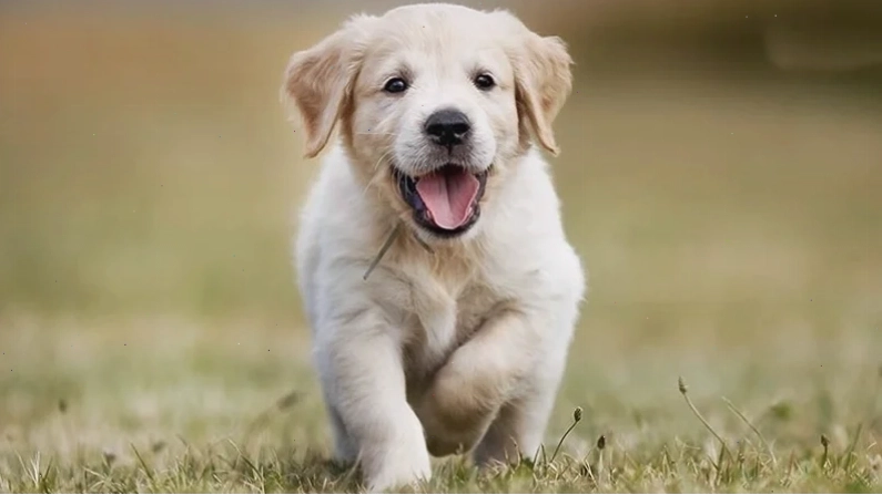 Đặc điểm chó Golden Retriever với bộ lông vàng óng
