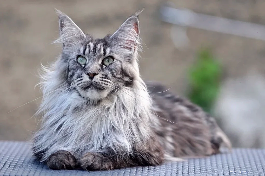 Đặc điểm mèo Maine Coon với bộ lông dày và kích thước lớn