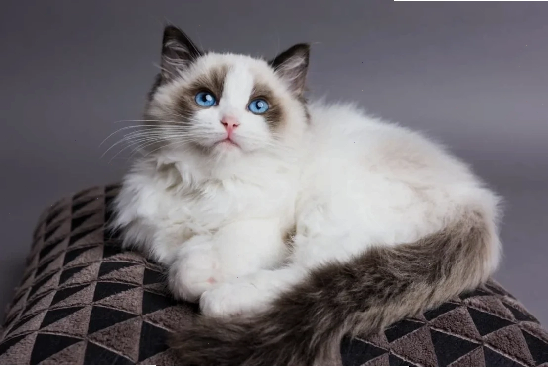 Đặc điểm mèo Ragdoll và nhu cầu dinh dưỡng