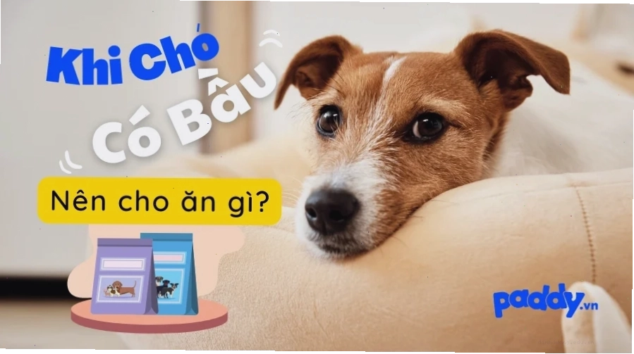Dấu hiệu chó mang thai cần nhận biết sớm