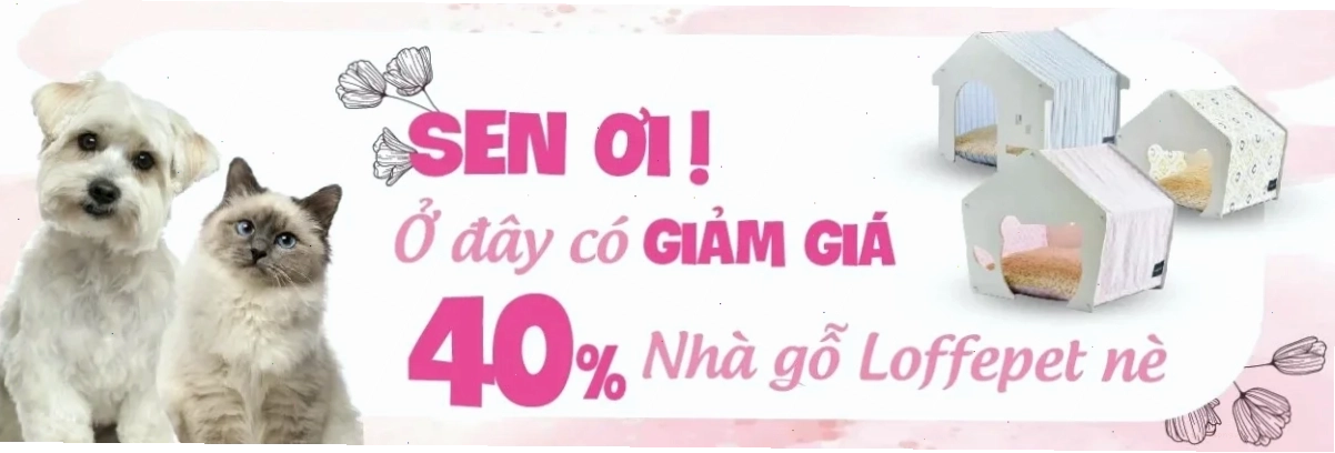 Dấu hiệu mèo bị táo bón