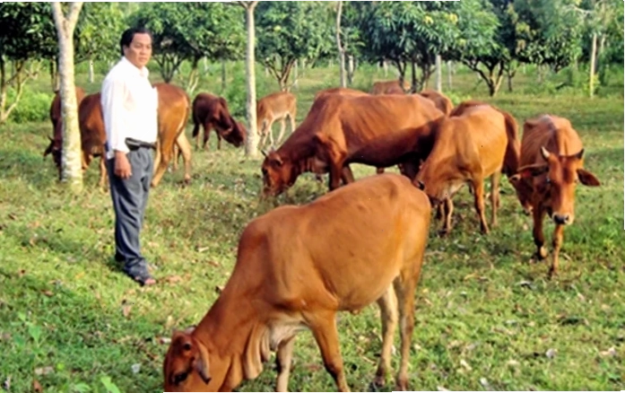 Điều trị bò bị chướng bụng
