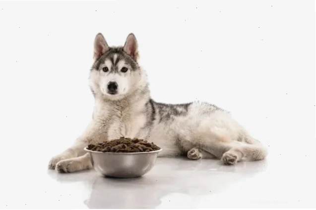 Đồ ăn cho chó Husky cần đảm bảo dinh dưỡng