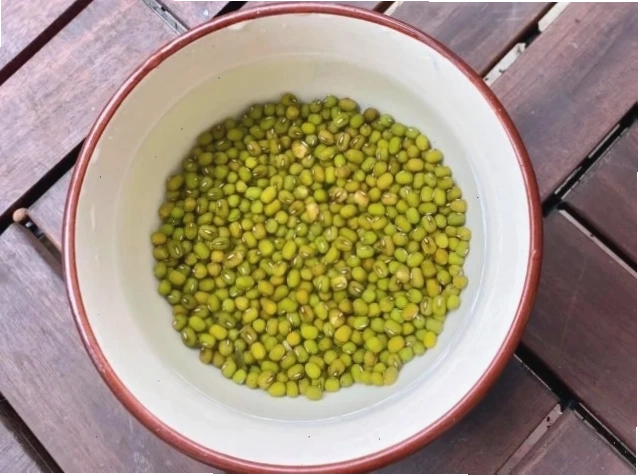 Gà đang uống nước tỏi trong máng