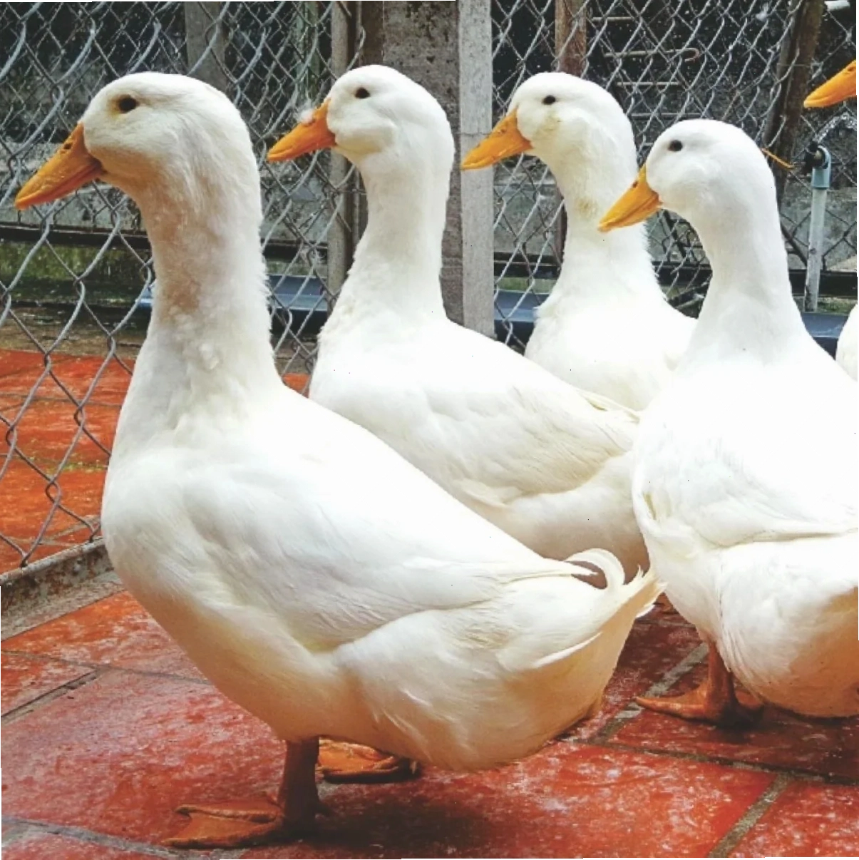 Giá heo hơi hôm nay và biến động thị trường