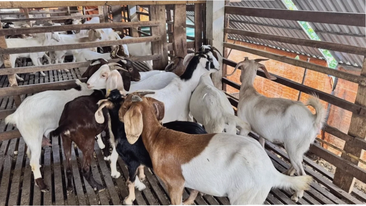Giống dê Boer lớn nhanh, trọng lượng cao phù hợp nuôi thương phẩm