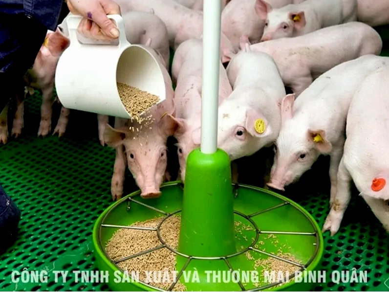 Giống heo Duroc có khả năng tăng trưởng vượt trội