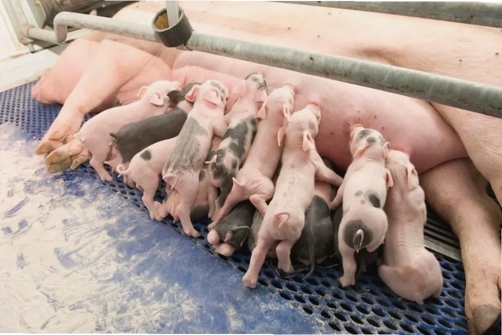 Heo con đang bú sữa mẹ