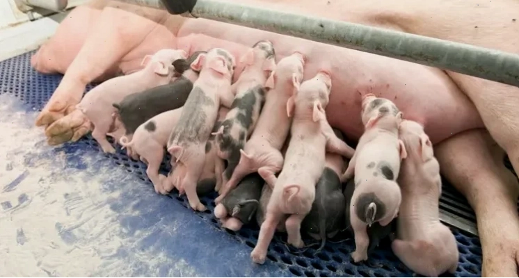 Heo nái đang cho con bú, kích sữa hiệu quả