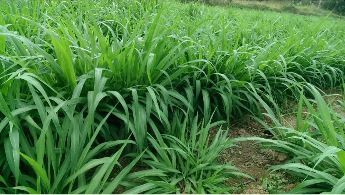 Hình ảnh cỏ voi VA06 trưởng thành