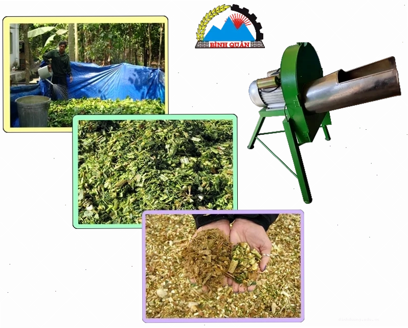 Hồ nuôi bèo tây có cá, nguồn thức ăn cho lợn