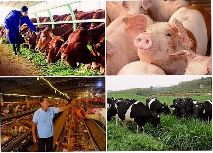 Hướng dẫn công tác phòng chống nắng nóng cho vật nuôi trong quá trình vỗ béo trâu thịt