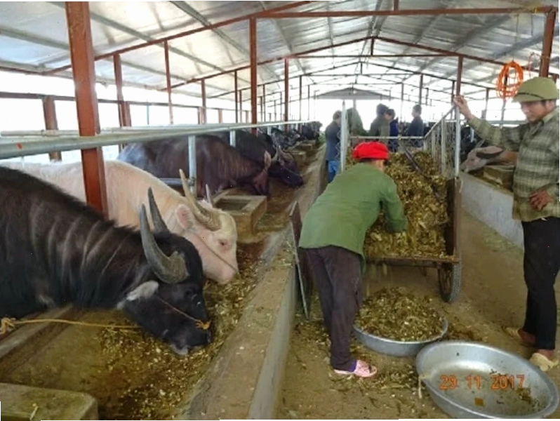 Hướng dẫn ủ chua thức ăn cho trâu bò làm thức ăn vỗ béo trâu thịt