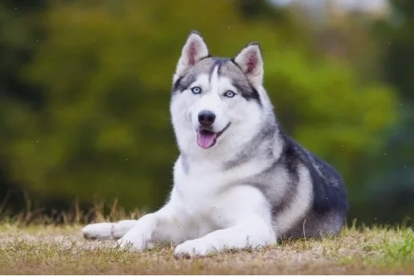 Husky ăn rác ăn bậy cần được quan tâm
