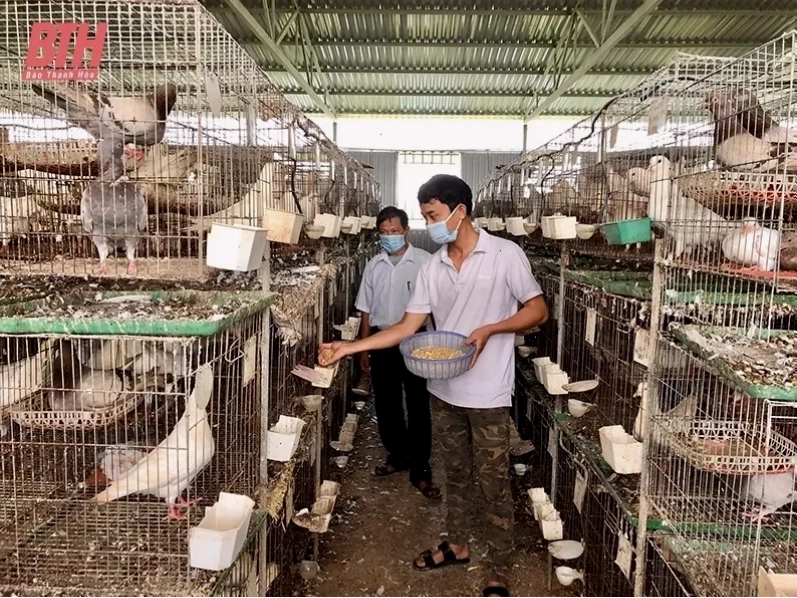 Khởi nghiệp thành công từ mô hình nuôi chim bồ câu Pháp