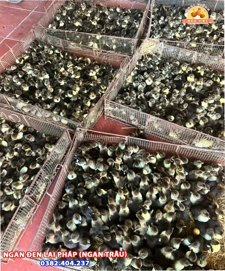 Kỹ thuật chăn nuôi ngan đen ngan trâu lai hiệu quả nhất