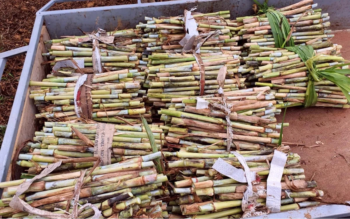 Kỹ thuật nhân giống cỏ Va06 bằng hom