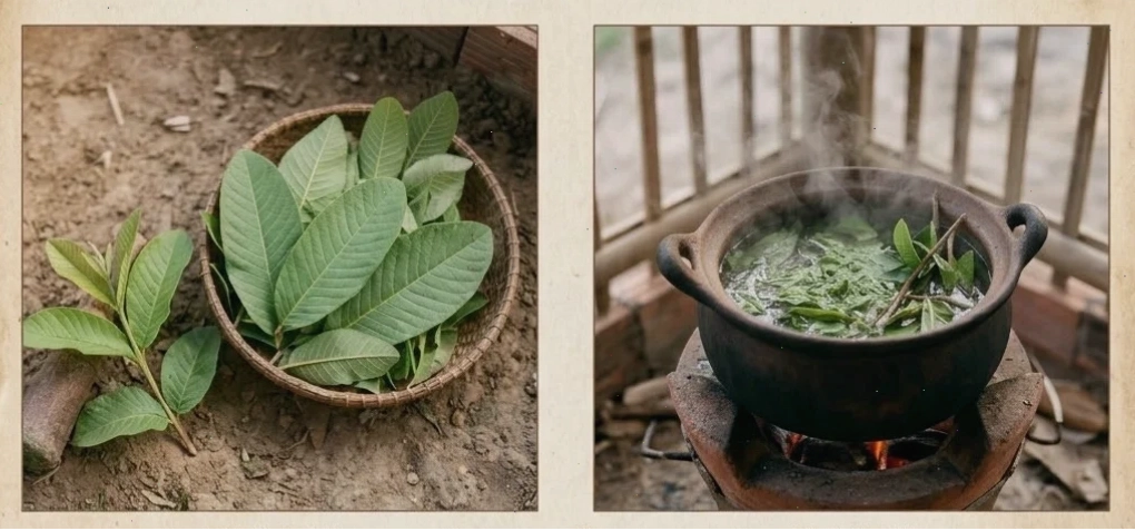 Lá ổi bánh tẻ dùng để chữa gà tiêu chảy