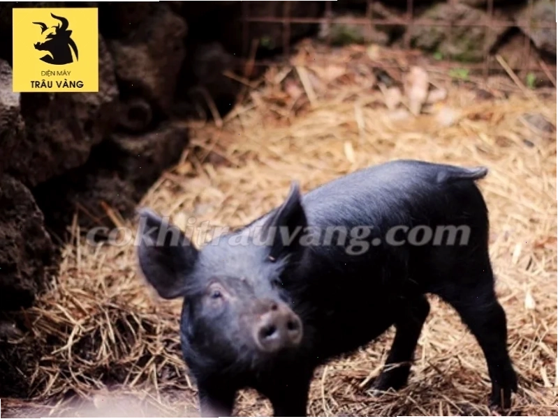 Lợi ích khi lợn ta ăn cám ngô