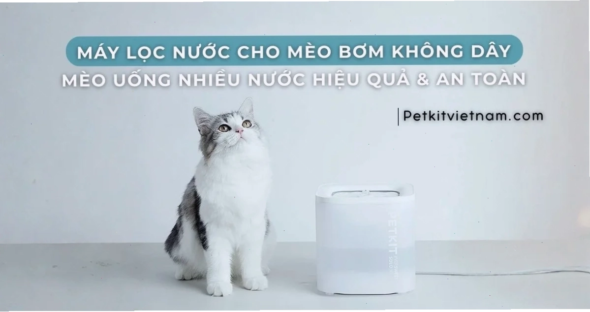 Máy lọc nước cho mèo