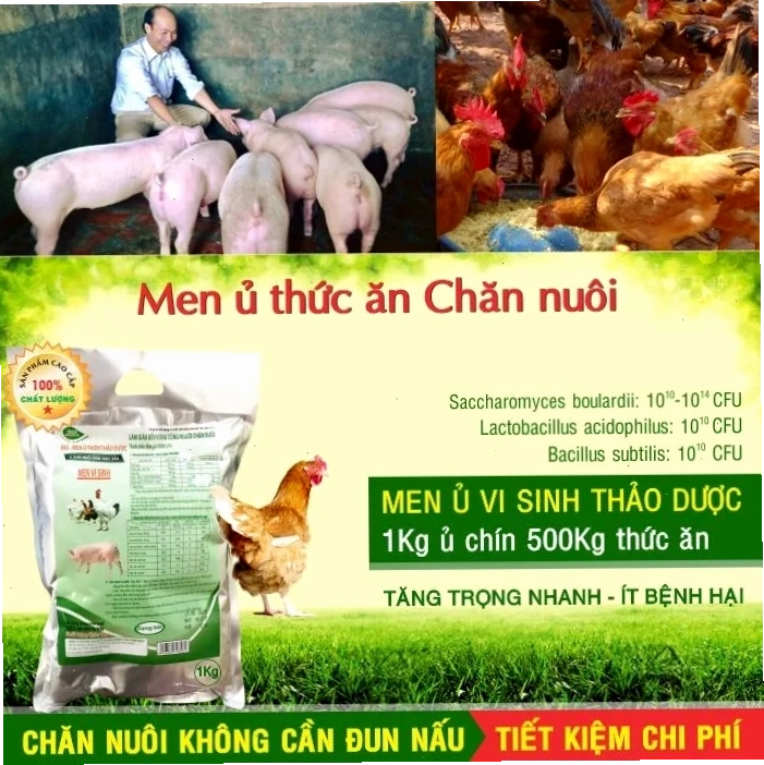 Men ủ thức ăn chăn nuôi cho năng suất cao
