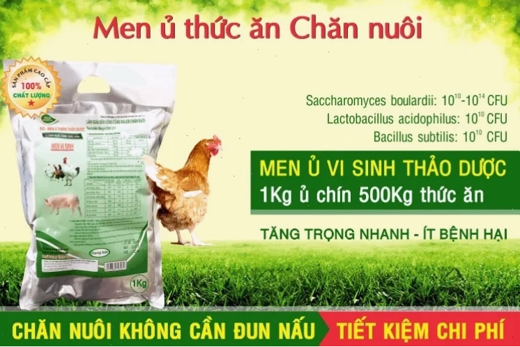 Men vi sinh NN1 - Giải pháp ủ thức ăn chăn nuôi