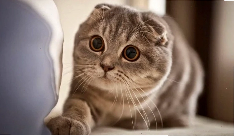 Mèo ALN đang chơi đùa vui vẻ với đồ chơi